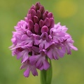 Spitzorchis (Anacamptis pyramidalis)